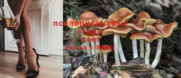 гидра Надым