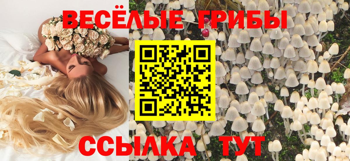 Псилоцибиновые грибы Cubensis Гурьевск